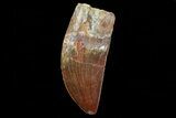 Carcharodontosaurus Tooth - Excellent Serrations #71181-1
